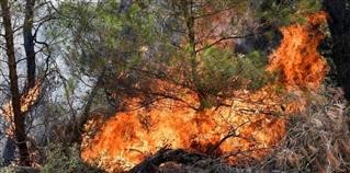  ΠΥΡΟΠΛΗΚΤΟΙ: Άνοιξε η πλατφόρμα για τις αποζημιώσεις