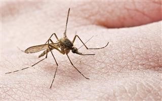  Σε εξέλιξη το πρόγραμμα καταπολέμησης κουνουπιών στον Δήμο Λαρισαίων 