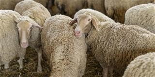 ΕΛΑΣΣΟΝΑ: Επιβεβαιώθηκε το πρώτο κρούσμα ευλογιάς