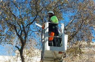  Εργασίες κλαδέματος δέντρων την Κυριακή σε 28ης Οκτωβρίου και Παπακυριαζή 